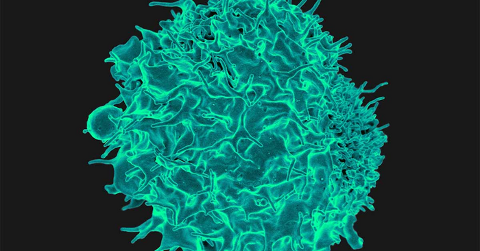 《Immunity》组织特异性T细胞复杂生物学的关键见解